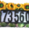 Solar Address Light - Sunflower Solar Address Light - Sunflower